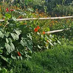 Lesna Ostoja * Goworow