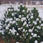 Lesna Ostoja 公寓