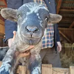 Apartmán Lesna Ostoja Goworow