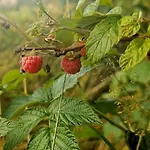 Lesna Ostoja Goworow