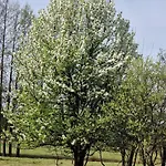 Apartmán Lesna Ostoja Goworow