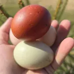 Apartmán Lesna Ostoja *