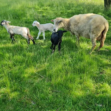 Apartmán Lesna Ostoja Goworow