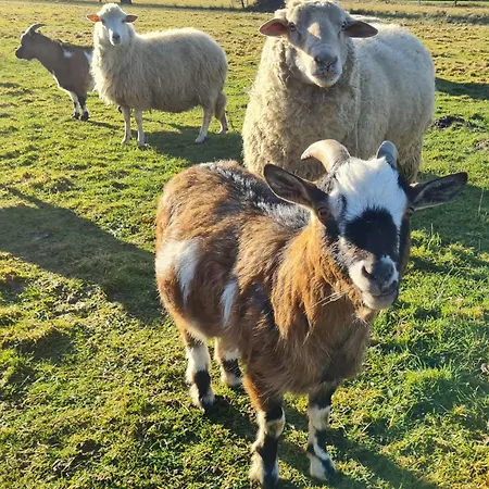 Lesna Ostoja Apartmán *