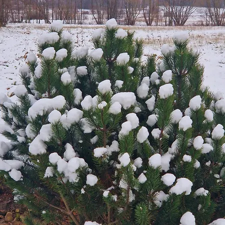 Lesna Ostoja Apartmán