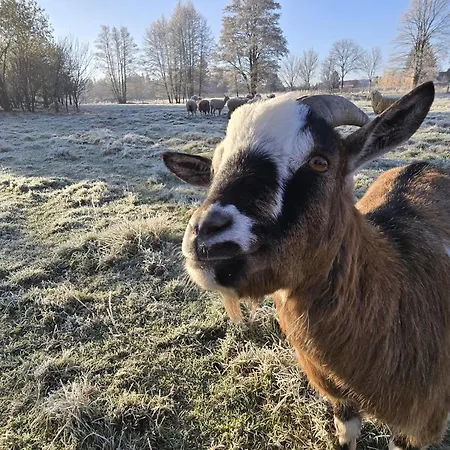 Lesna Ostoja شقة Goworow