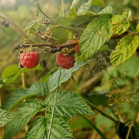 Lesna Ostoja Goworów