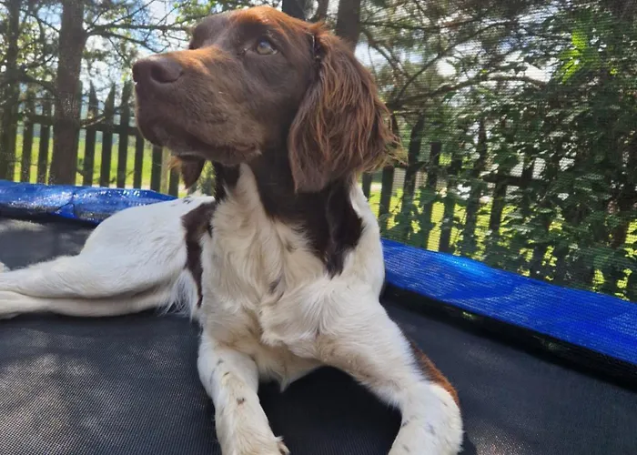 Lesna Ostoja Appartement