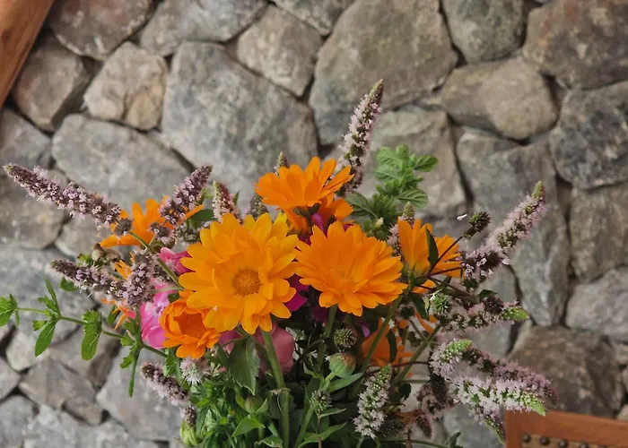 Lesna Ostoja Appartement