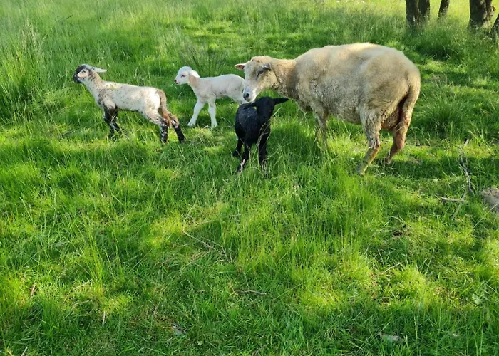 Appartement Lesna Ostoja Goworow