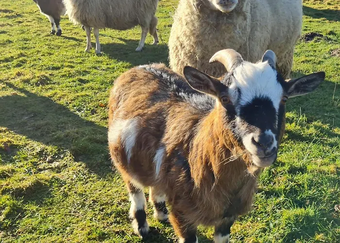 Lesna Ostoja Appartement *