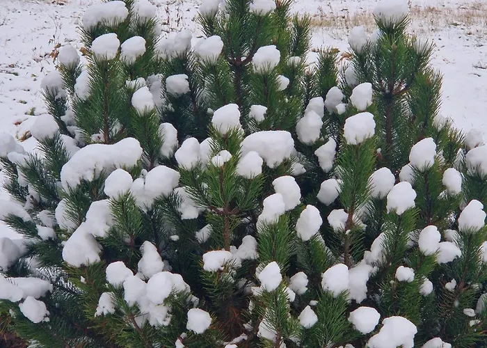 Lesna Ostoja Appartement