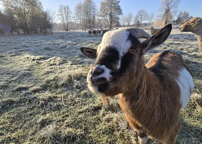 Lesna Ostoja Appartement Goworow