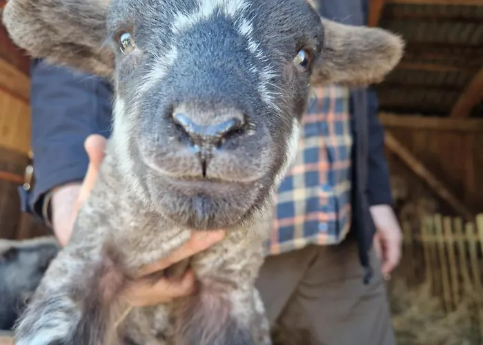 Appartement Lesna Ostoja Goworow