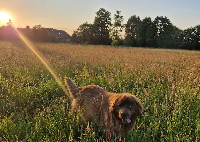 Lesna Ostoja Appartement *
