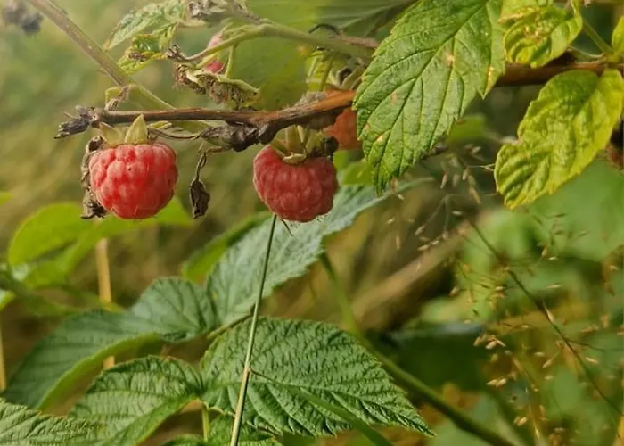 Lesna Ostoja Goworow